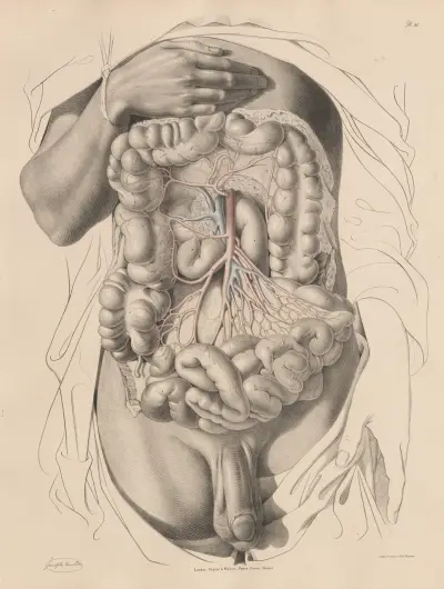The Superior Mesenteric artery and its branches, Joseph Maclise