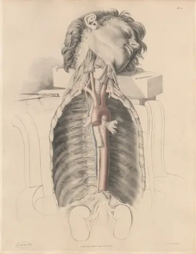 The Thoracic aorta and the Intercostal arteries, with the Intercostal veins, Vena Azygos, the Thoracic duct, Joseph Maclise