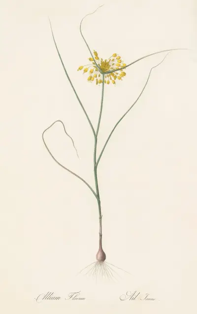 Allium flavum av Pierre Joseph Redouté