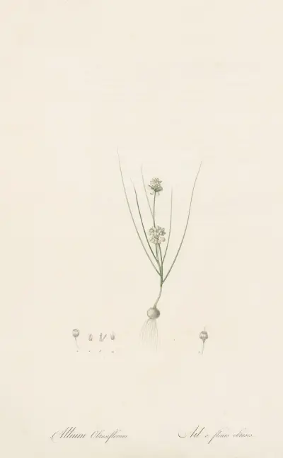 Allium obtusiflorum av Pierre Joseph Redouté