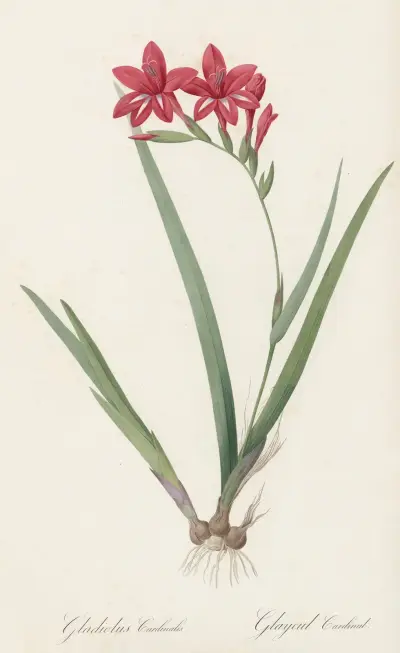 Gladiolus cardinalis av Pierre Joseph Redouté