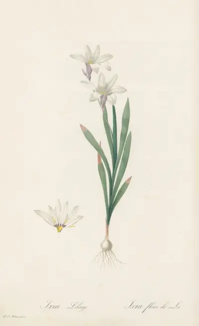 Ixia Liliago av Pierre Joseph Redouté