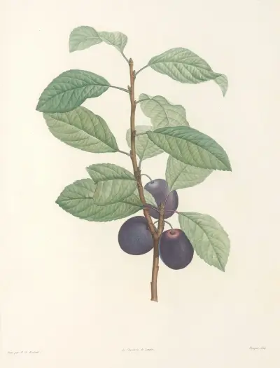 La botanique de J. J. Rousseau Pl 44 av Pierre Joseph Redouté