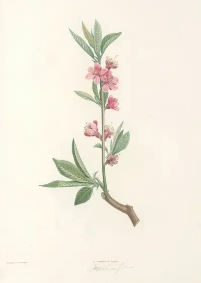 La botanique de J. J. Rousseau Pl 45 av Pierre Joseph Redouté