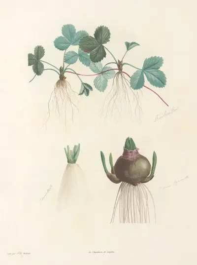 La botanique de J. J. Rousseau Pl 47 av Pierre Joseph Redouté