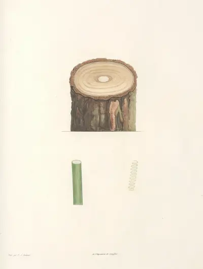 La botanique de J. J. Rousseau Pl 50 av Pierre Joseph Redouté