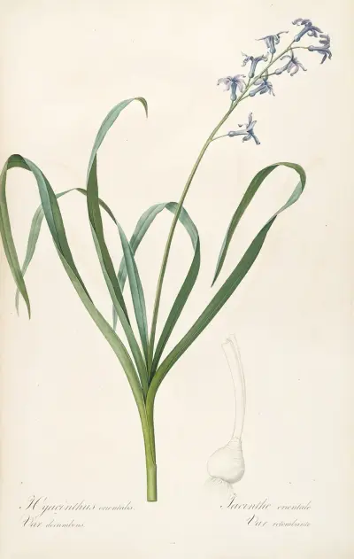 Les liliacees Pl.44 av Pierre Joseph Redouté