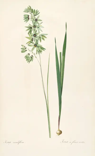 Les liliacees Pl.45 av Pierre Joseph Redouté