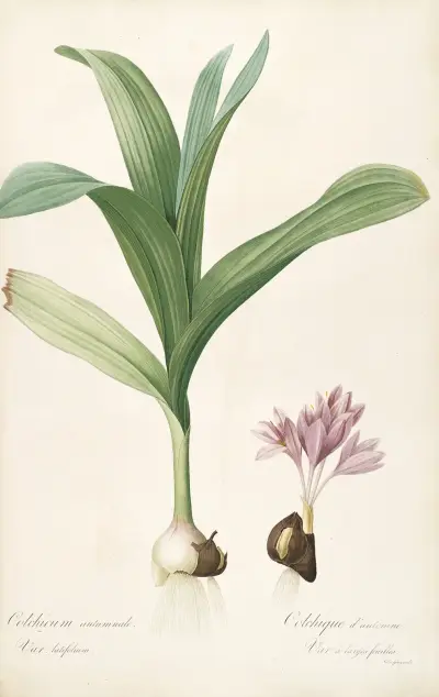 Les liliacees Pl.47 av Pierre Joseph Redouté