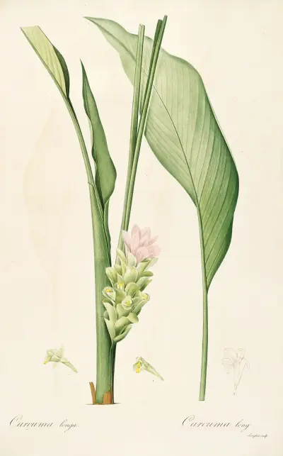 Les liliacees Pl.52 av Pierre Joseph Redouté