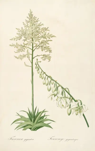 Les liliacees Pl.55 av Pierre Joseph Redouté