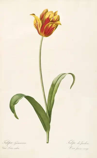 Les liliacees Pl.56 av Pierre Joseph Redouté