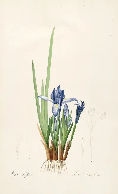 Les liliacees Pl.60 av Pierre Joseph Redouté