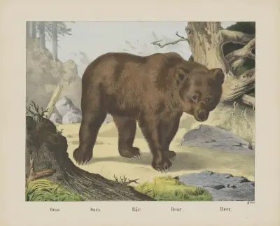 Bear av Joseph Scholz