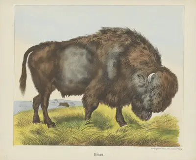 Bison av Joseph Scholz