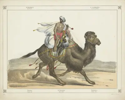 Dromadry av Joseph Scholz