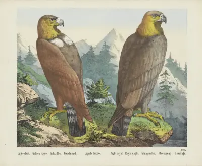 Golden eagle av Joseph Scholz