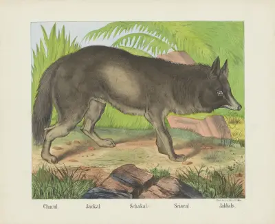 Jackal av Joseph Scholz