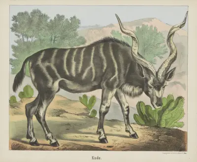 Kudu av Joseph Scholz