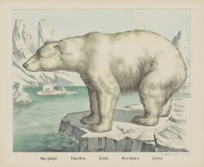 Polar bear av Joseph Scholz