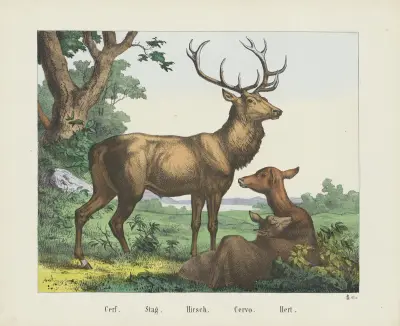 Stag av Joseph Scholz