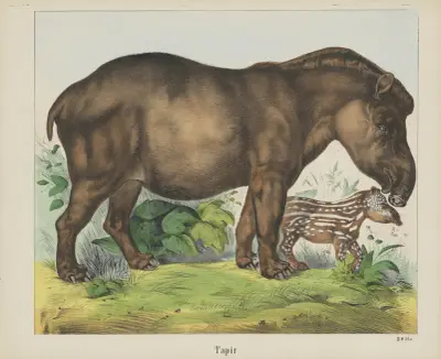 Tapir av Joseph Scholz