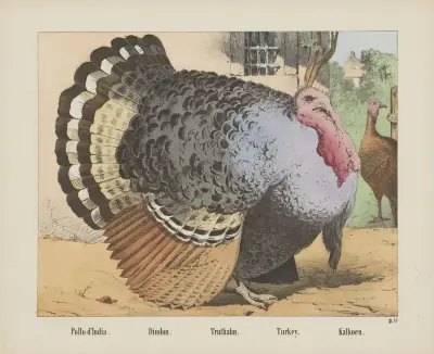 Turkey. av Joseph Scholz
