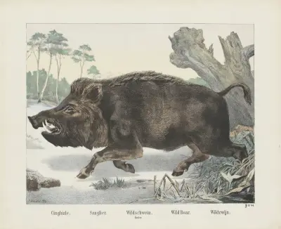 Wild boar av Joseph Scholz