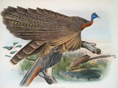 Argus Grayi. av Joseph Smit