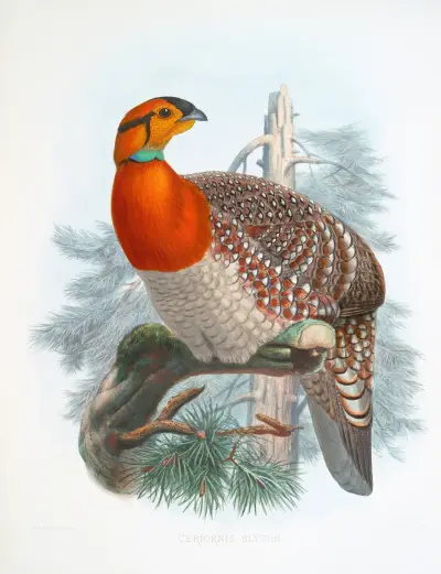 Ceriornis Blythii. av Joseph Smit