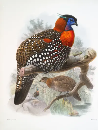 Ceriornis melanocephala. av Joseph Smit
