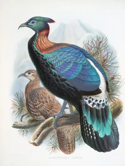 Lophophorus Lhuysii. av Joseph Smit