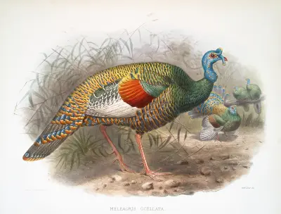 Meleagris ocellata. av Joseph Smit
