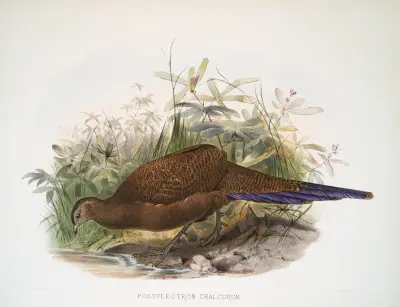 Polyplectron chalcurum. av Joseph Smit