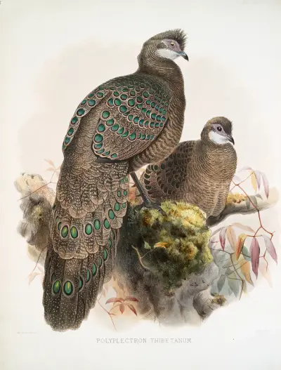 Polyplectron thibetanum. av Joseph Smit