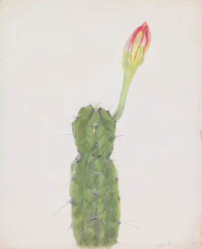 Cactus, Joseph Stella