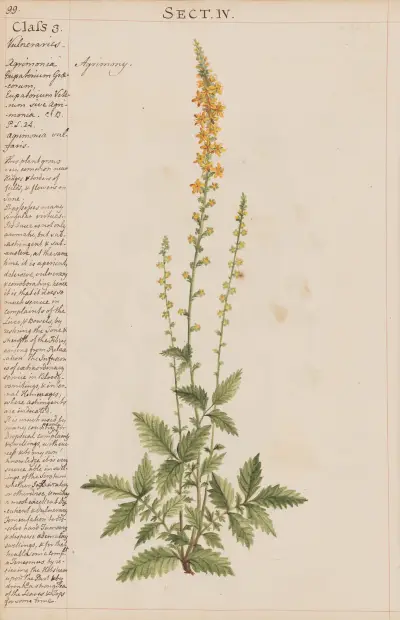 Agrimony von Joshua Webster
