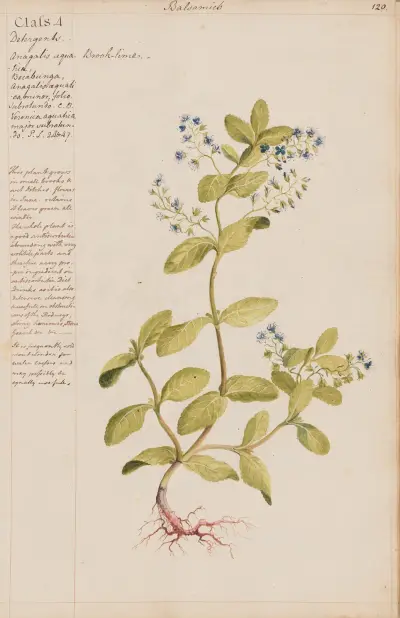 Brook-lime von Joshua Webster