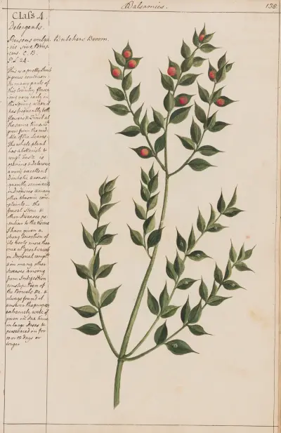 Butcher’s Broom von Joshua Webster
