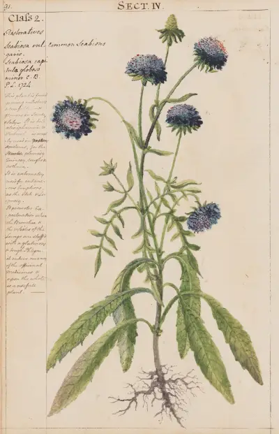Commmon Scabious von Joshua Webster