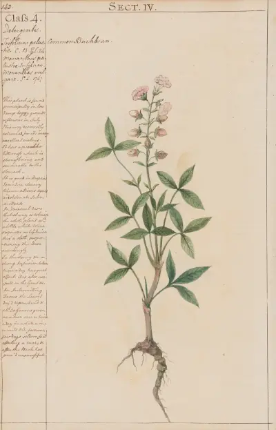 Common Buckbean von Joshua Webster