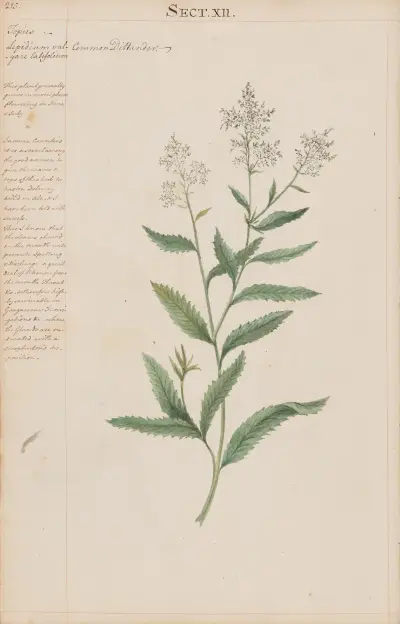 Common Dittander von Joshua Webster