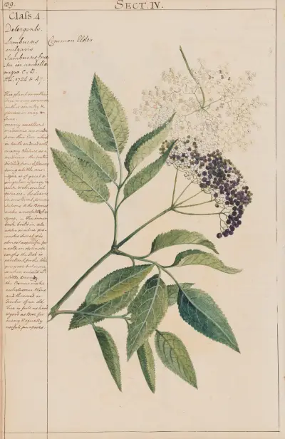 Common Elder von Joshua Webster