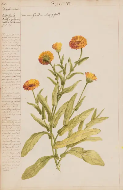 Common Garden Marigold von Joshua Webster