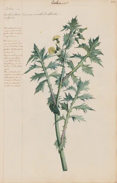 Common Smooth Sow Thistle von Joshua Webster