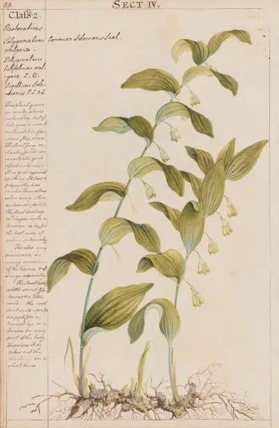 Common Solomon’s Seal von Joshua Webster