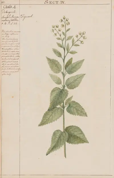 Figwort von Joshua Webster