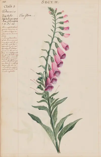 Fox Glove von Joshua Webster