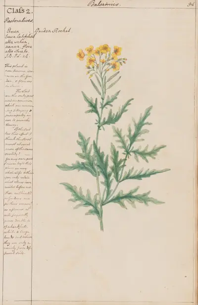 Garden Rocket von Joshua Webster
