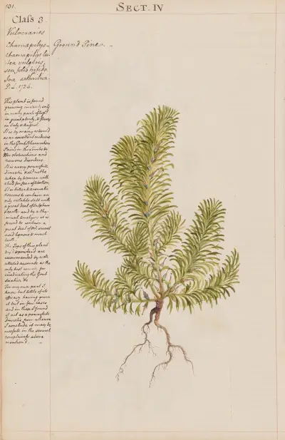 Ground Pine von Joshua Webster